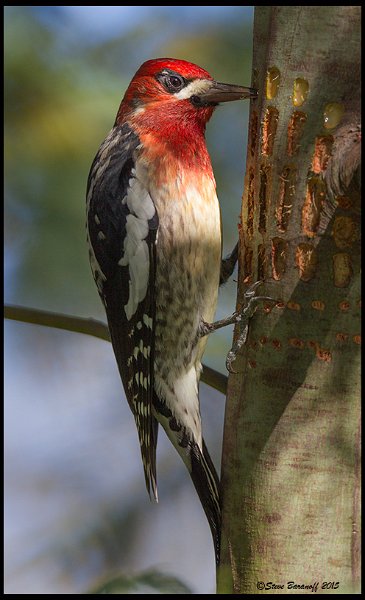 _5SB8192 red-breasted sapsucker.jpg